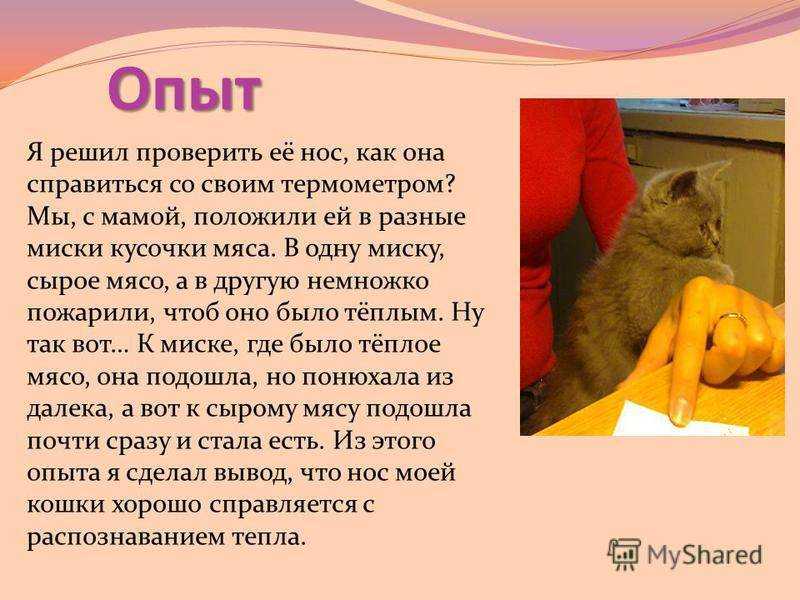 Сухой нос у кошки: причины и что делать