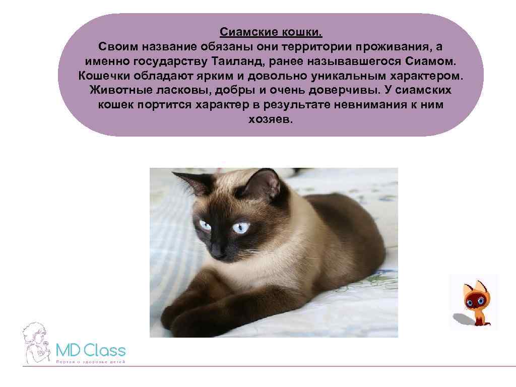 Сиамская кошка: описание породы, характер, фото сиамской кошки