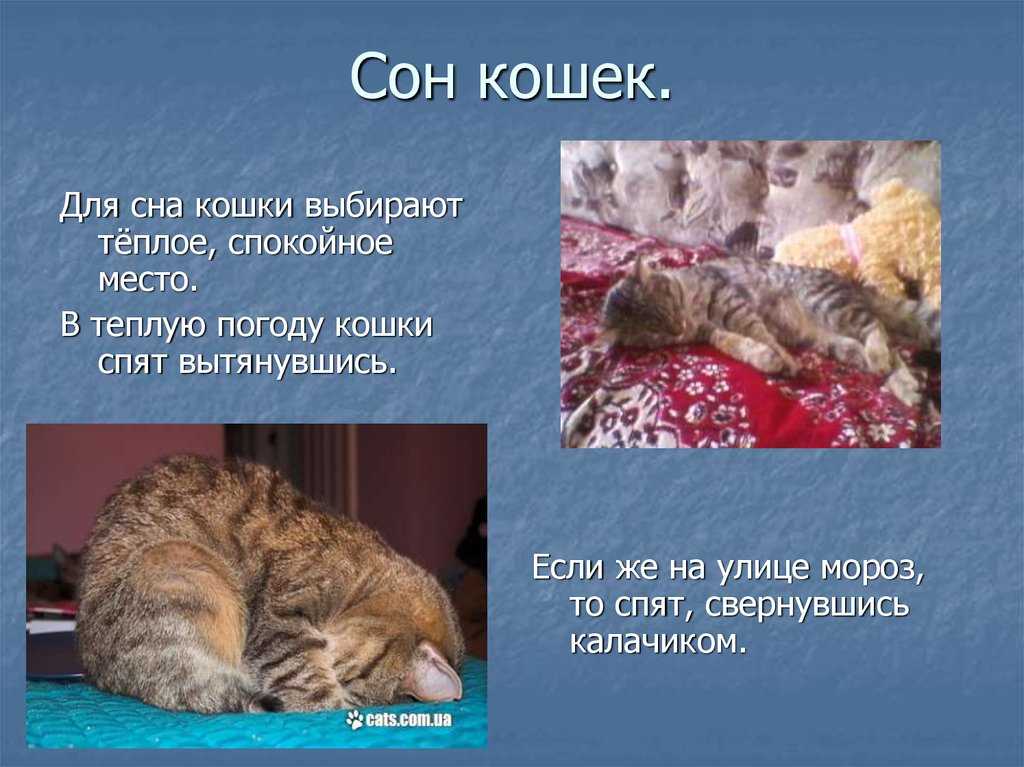 Почему кошка много спит: нормы сна у взрослых и маленьких животных