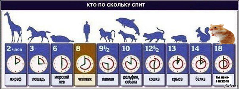 Сколько спят собаки и щенки: нормы для разных возрастов, продолжительность и глубина сна, сновидения, опасные нарушения