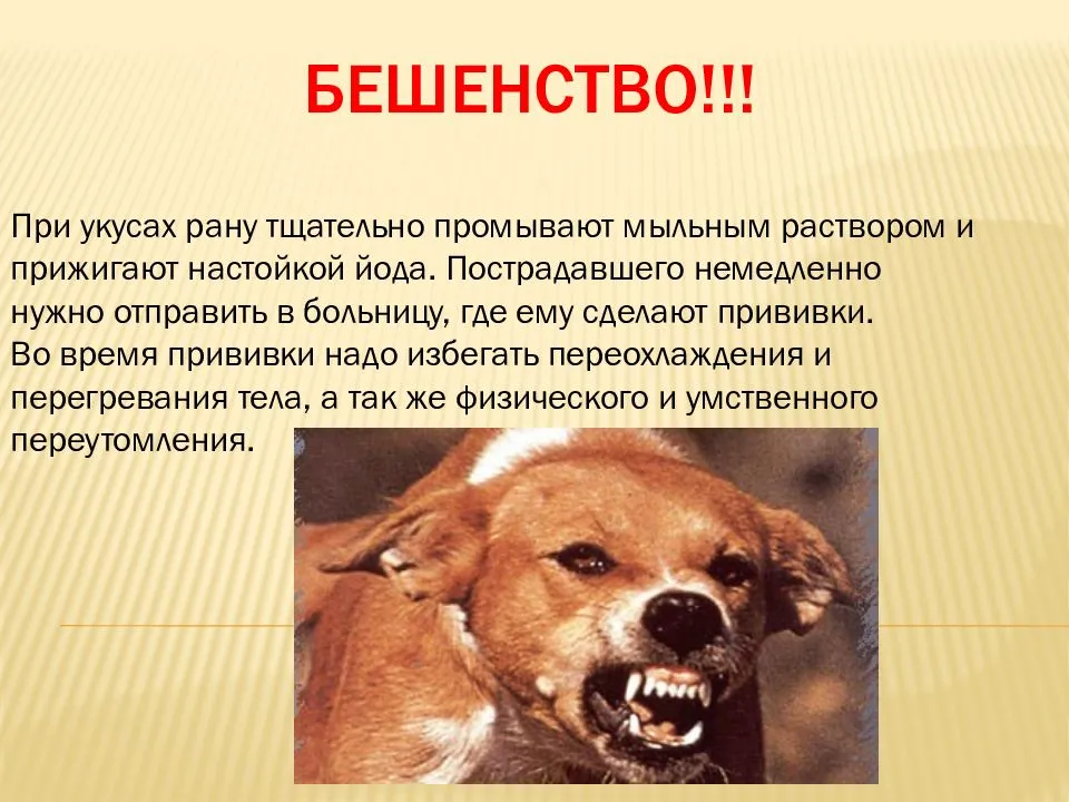 Бешенство у собак: как проявляется, инкубационный период и лечение