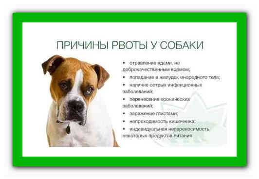 Рвота у собак: симптомы, диагностика и лечение