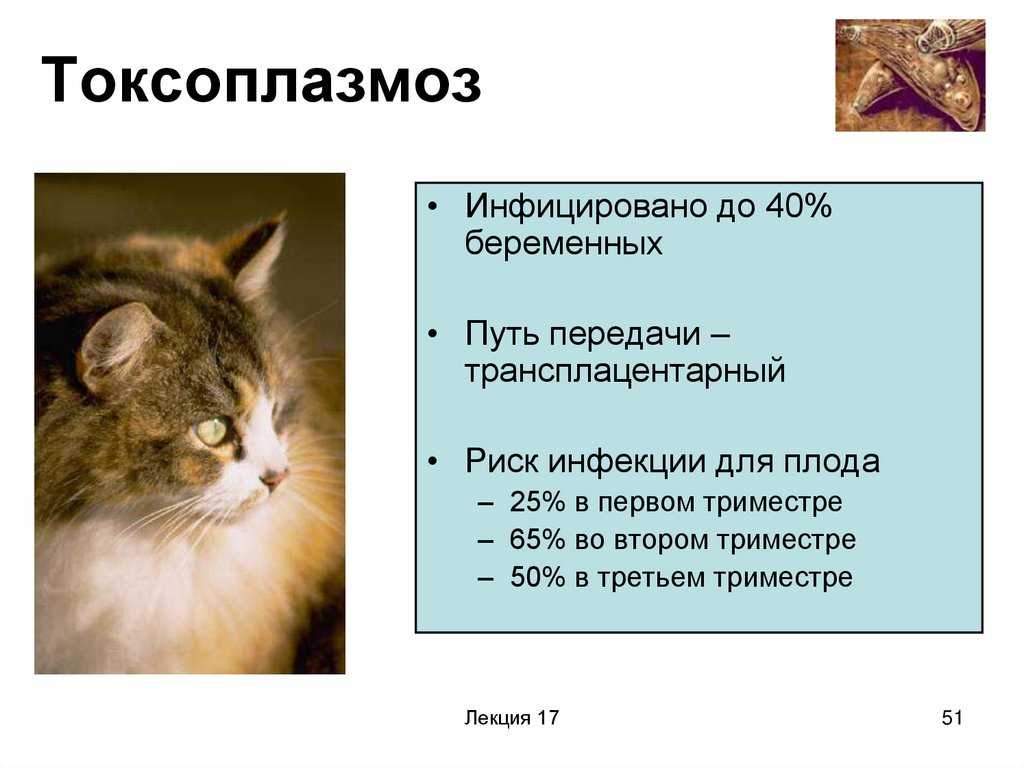 Как можно заразиться токсоплазмозом от домашней кошки?