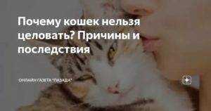 Почему нельзя обнимать котов и кошек: причины