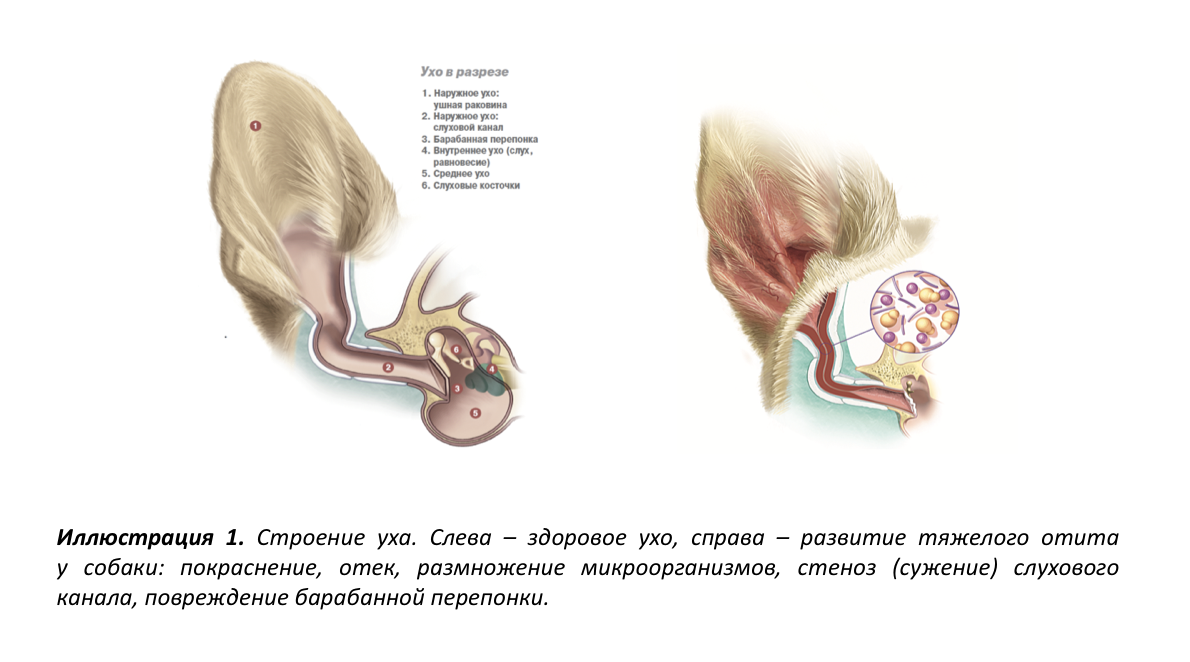 Почему у собаки чешутся уши: возможные симптомы заболеваний, что делать