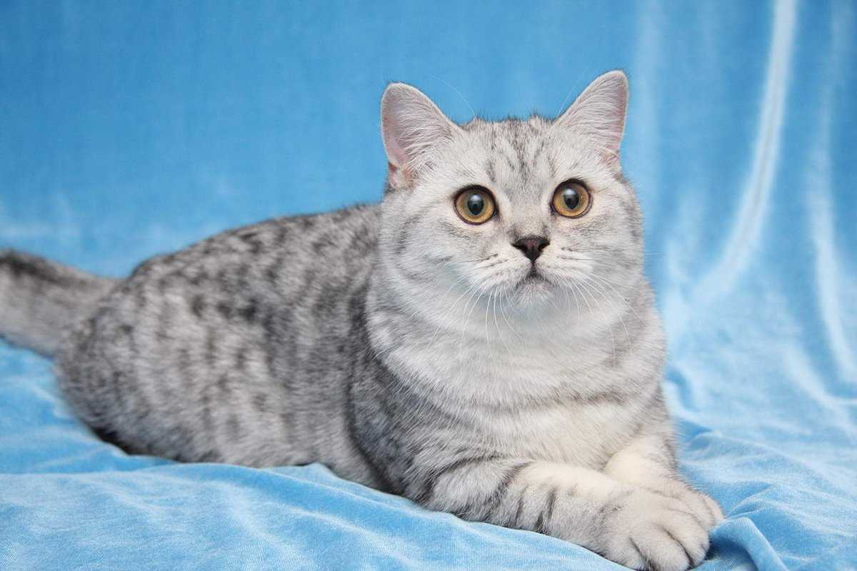 Кошка шотландская короткошерстная