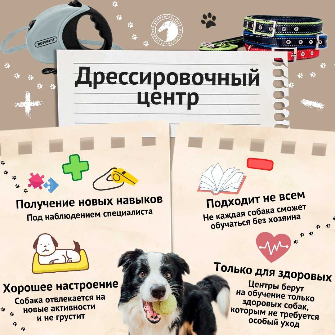 Моя собака боится оставаться дома одна - aktualnoe.net