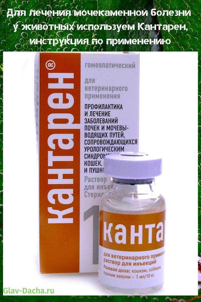 Кантарен для кошек - обзор препарата | ваши питомцы