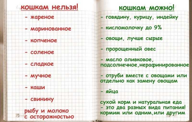 Кормление кошек: что можно и нельзя давать коту из еды | whiskas®
