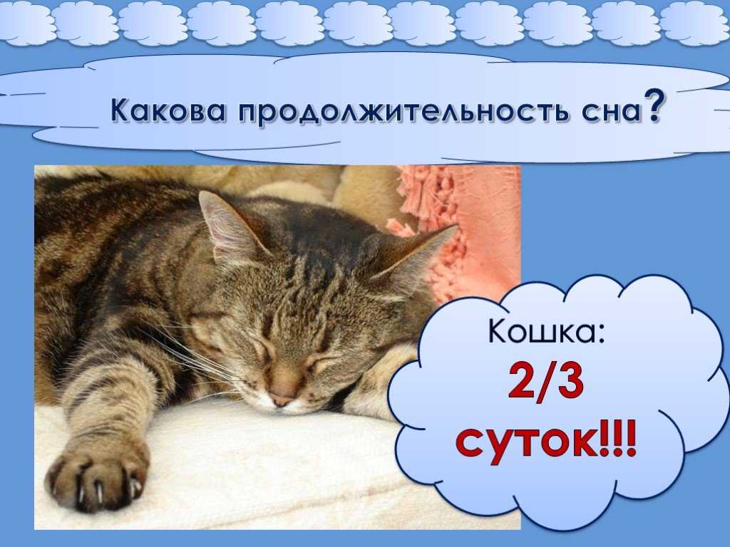 Сколько часов спят кошки в сутки — pet-mir.ru