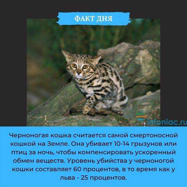 Африканская черноногая кошка с фото: характер, среда обитания и содержание в домашних условиях