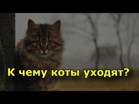 Кот ушел из дома: когда он вернется обратно, почему кошки убегают и не возвращаются, как их вернуть?