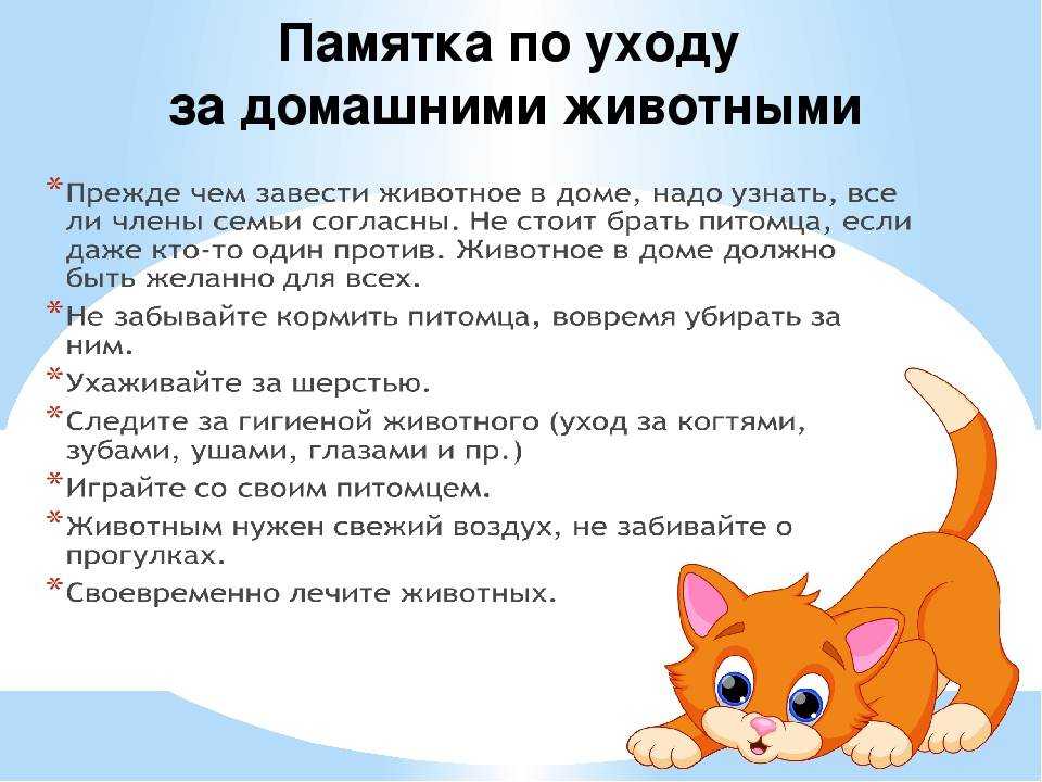Как воспитывать котенка, чтобы он был ласковым и спокойным: правила воспитания котов и кошек