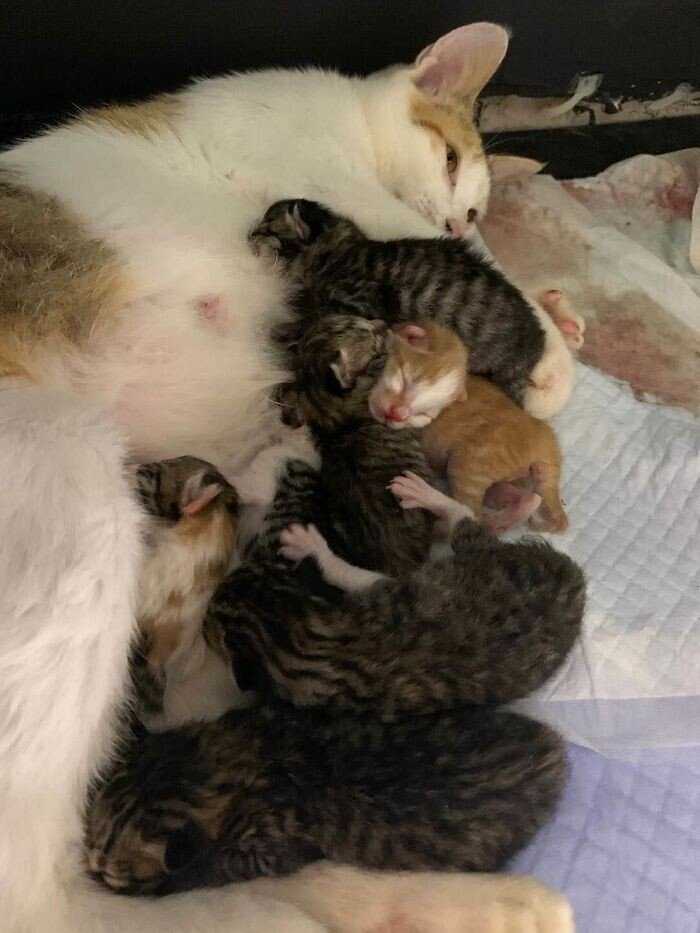 Почему кошка может родить не всех котят сразу