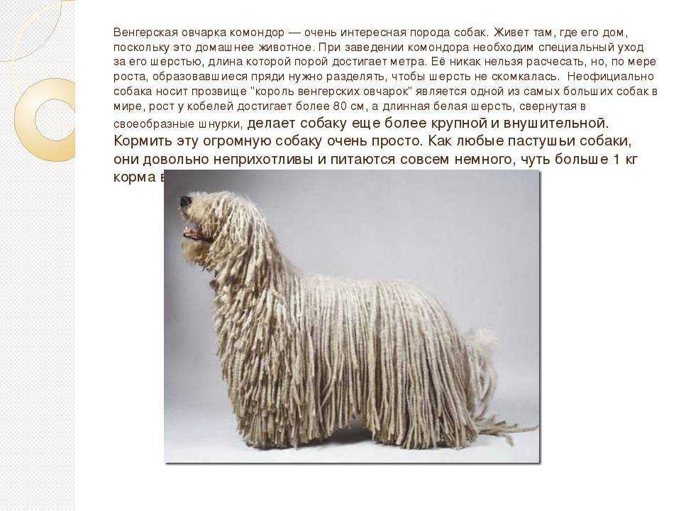 Венгерская овчарка комондор