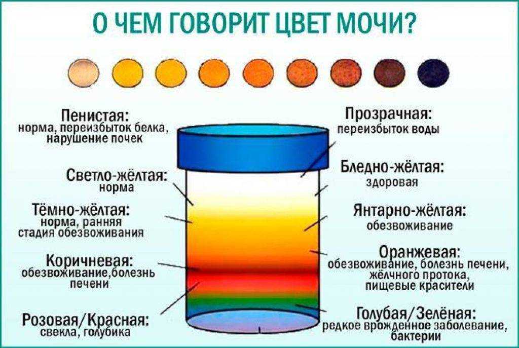 Моча кота стала резко пахнуть: причины, диагностика, лечение | блог ветклиники "беланта"
