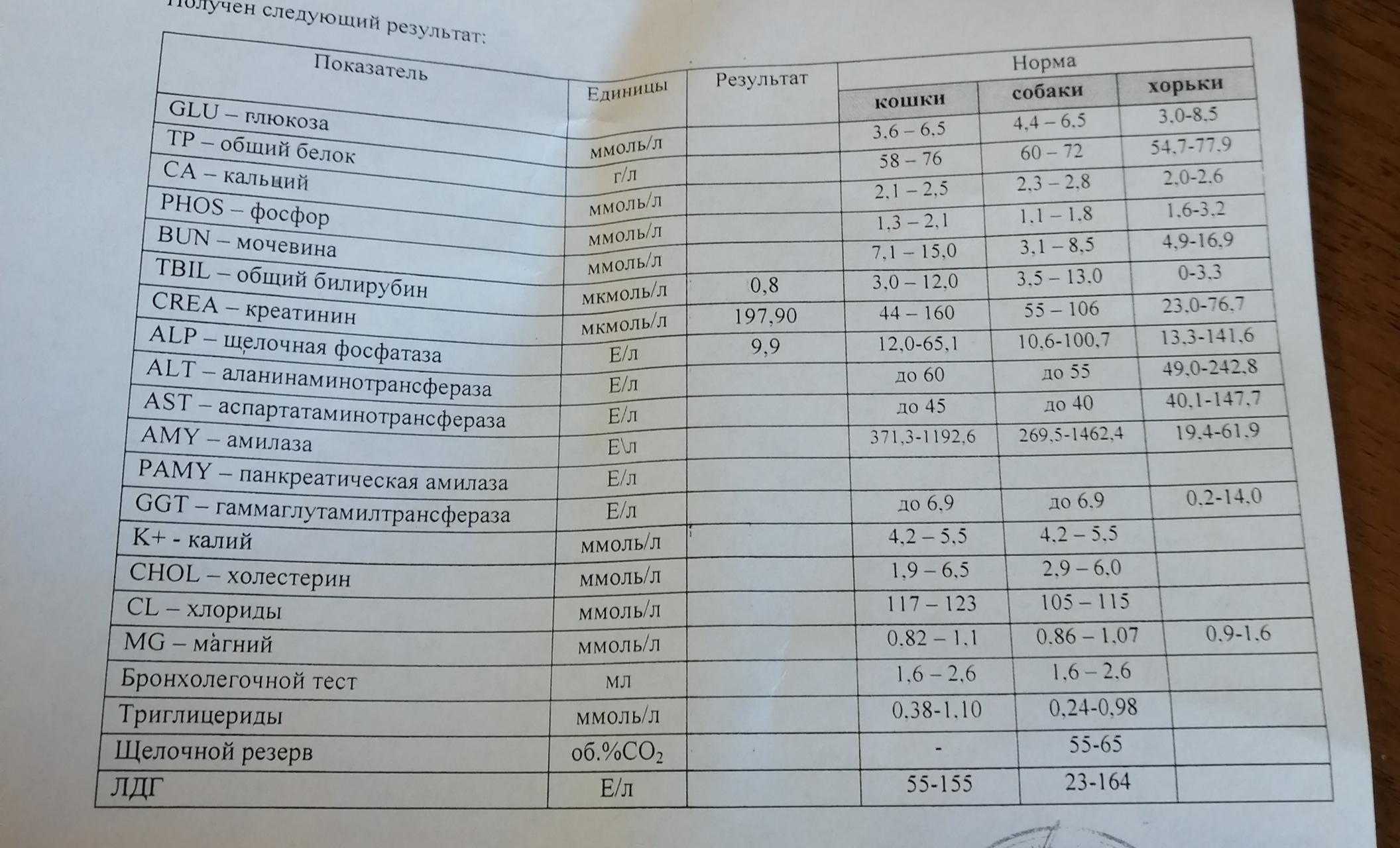 Анализы крови для собак: виды и расшифровка показателей - prosobak.net
