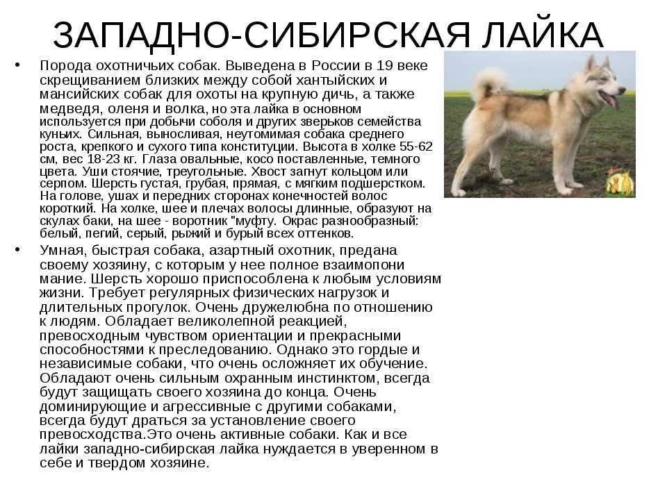 Лион бишон: характер, особенности и уход, львиная собачка (фото)