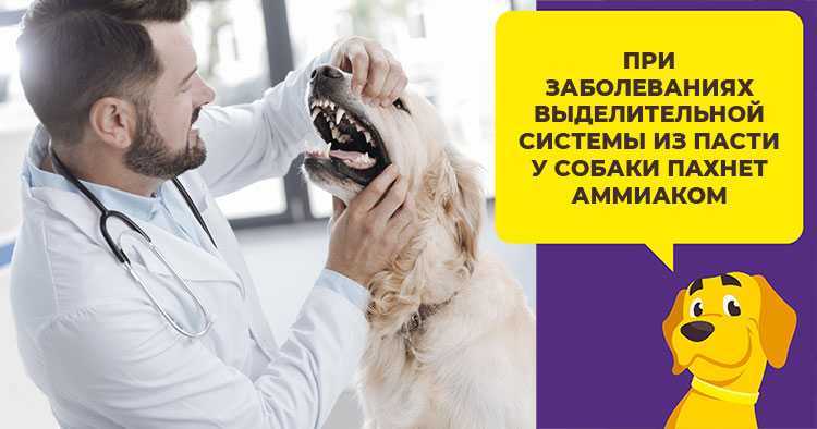 Неприятный запах изо рта у собак. ветеринарная клиника "зоостатус"
