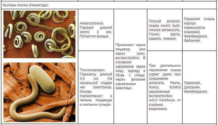 Глисты у кошек: топ лучших средств 2021 года для борьбы с гельминтами у кошек
