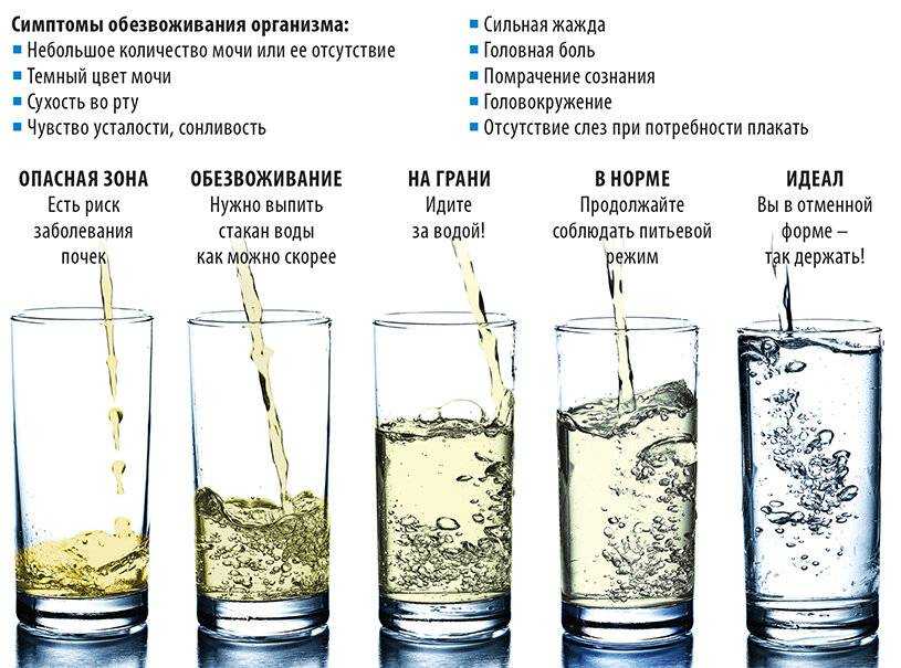 Кормление истощенных кошек