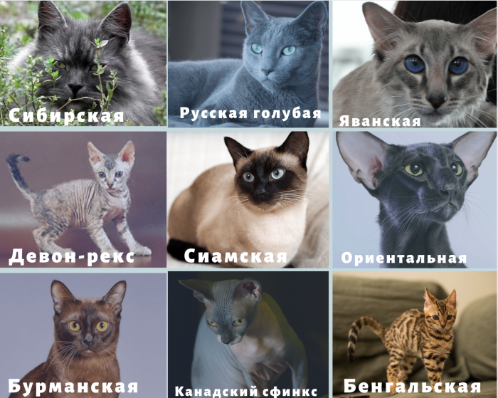 Породы кошек для аллергиков: 19 малоаллергенных кошек с фото и описанием