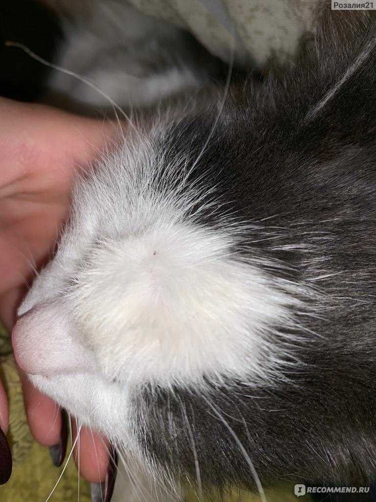 Болячки у кошки на шее