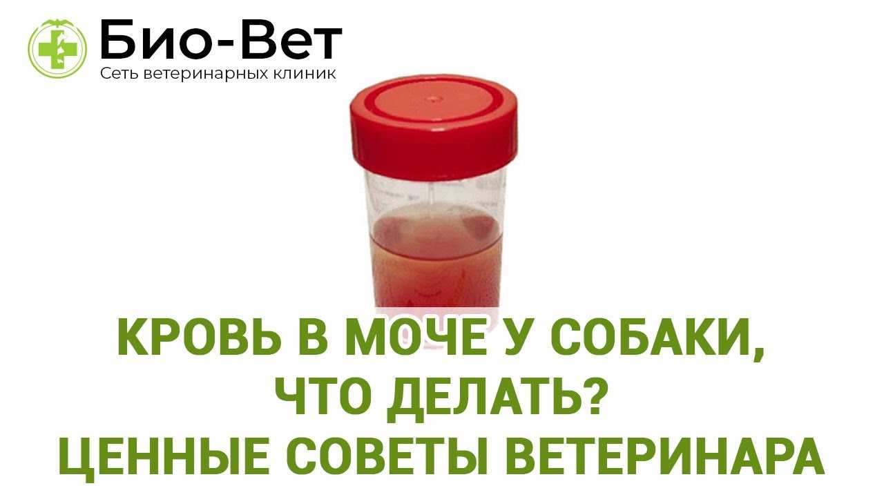 Как собрать кал и мочу животного для анализов