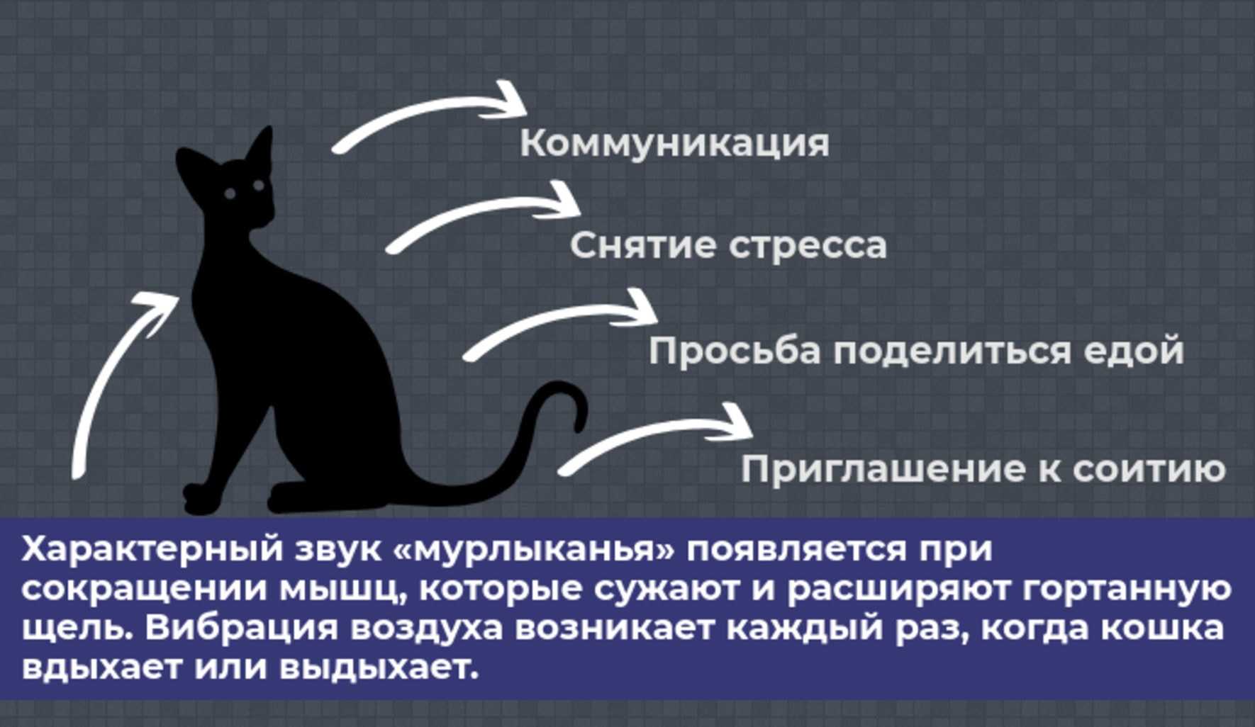 Почему кошки мурлыкают и как они это делают?