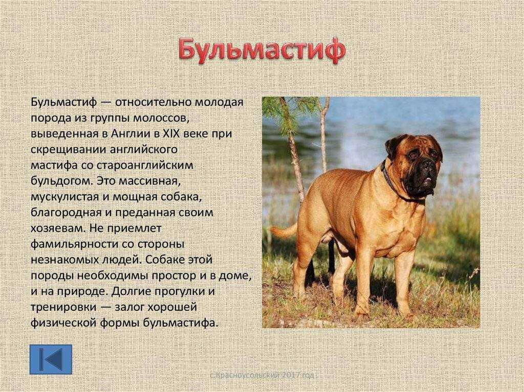 Мини молоссы собаки породы