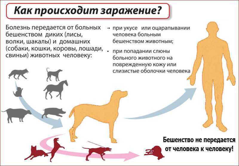 Инфекционный гепатит собак