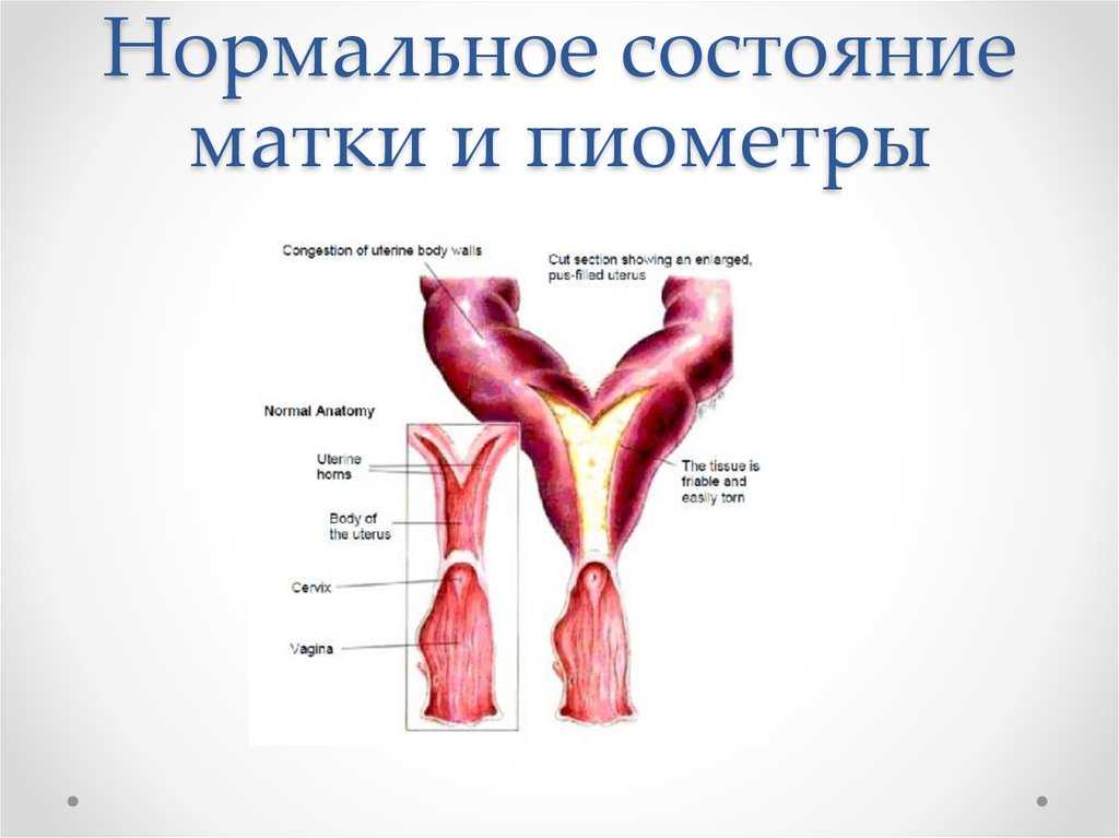Выпадение влагалища - зооветеринарный портал беларуси 1vet.by