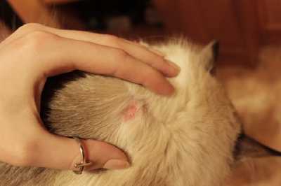 Болячки с запахом у кошки: почему появляются и как лечатся?