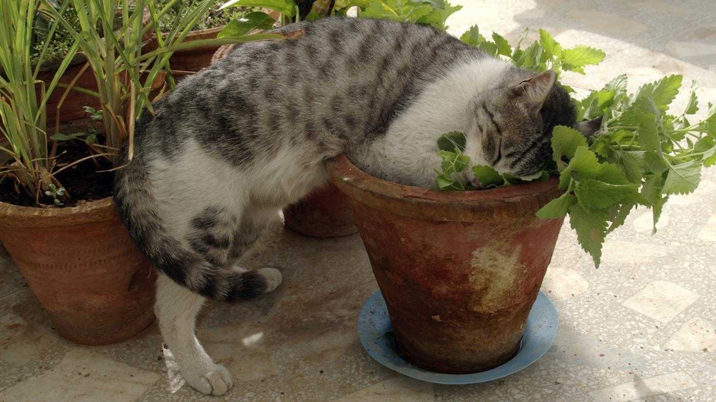 Запахи, которые не меньше валерьянки сводят с ума кошек