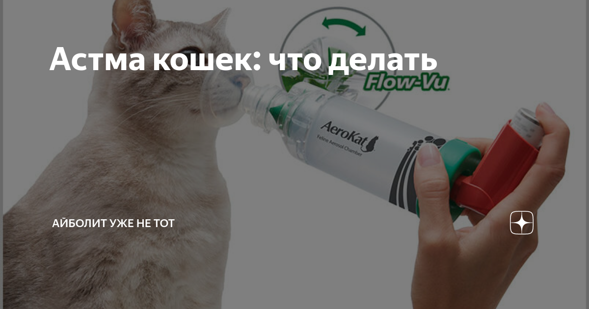 Препарат дексафорт для кошек и собак: состав и лечебные свойства, инструкция по применению и противопоказания