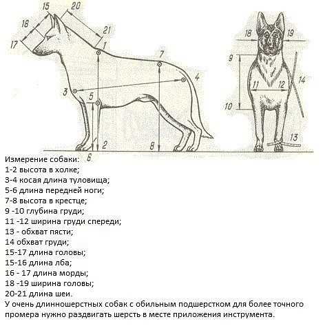 Где находится холка у собаки, измерение роста различных пород и фото