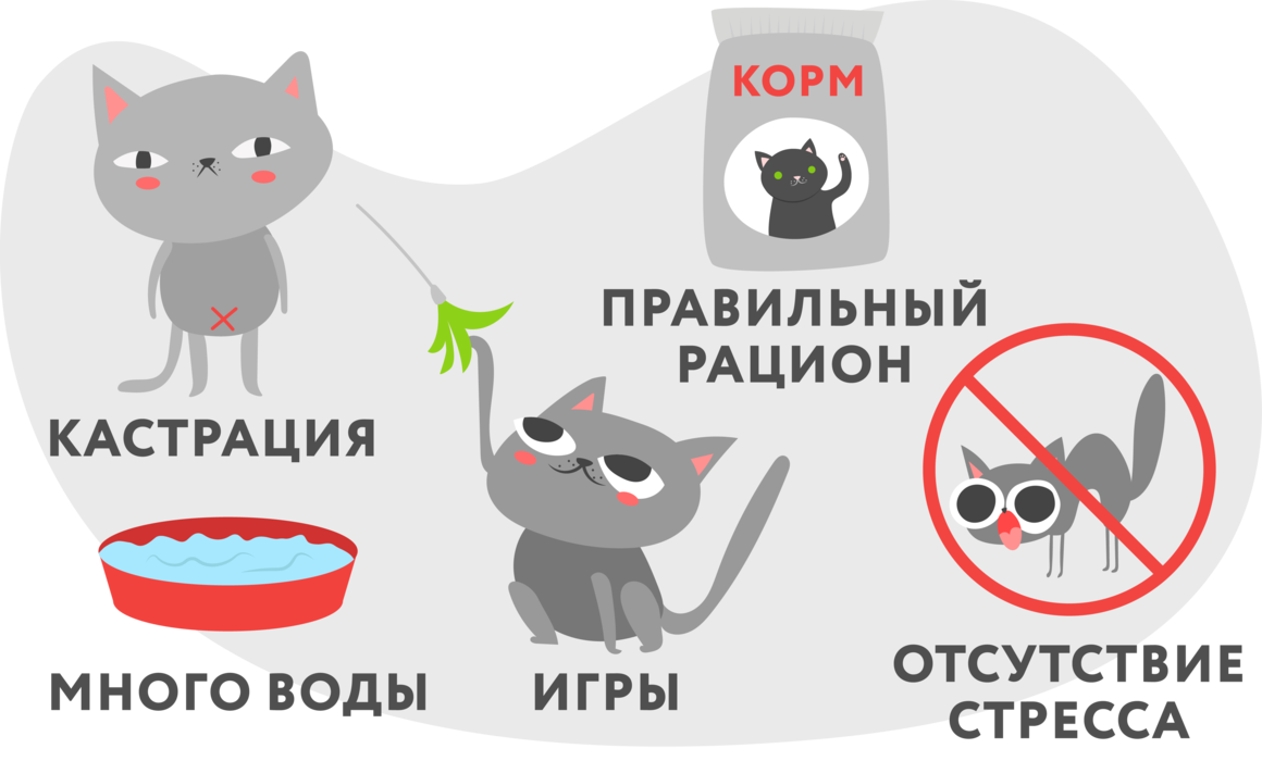 Мочекаменная болезнь у кошек: как диагностировать и лечить недуг