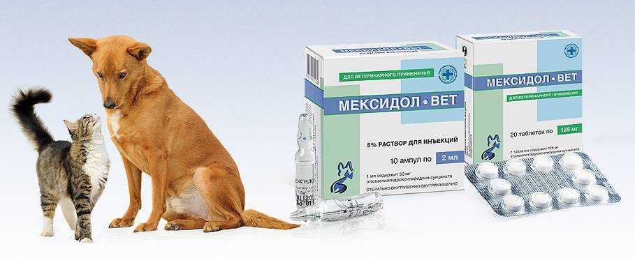 Мексидол-вет для кошек: назначение и способы применения. инструкция по применению мексидола вет для кошек и собак мексидол ветеринарный инструкция