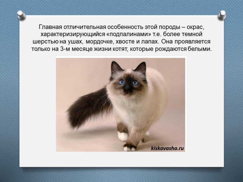 Сиамская кошка: фото, описание породы, характер, здоровье, уход и содержание