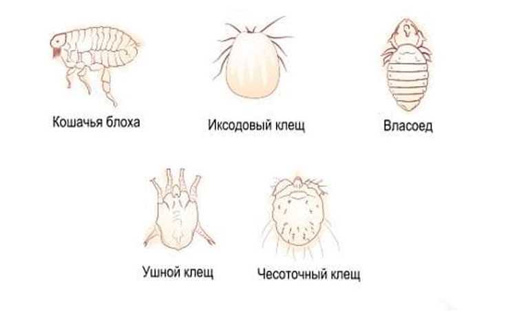 Власоеды у кошек и котов, как лечить в домашних условиях, какие средства выбрать?