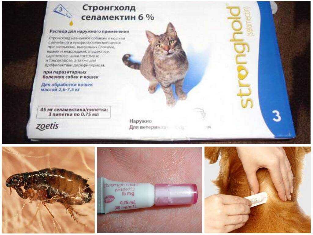 Стронгхолд для кошек — инструкция по прменению, отзывы