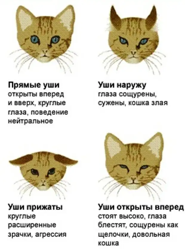 Причины черного носа у кошек: гнойные выделения из глаз, примеры как можно помочь