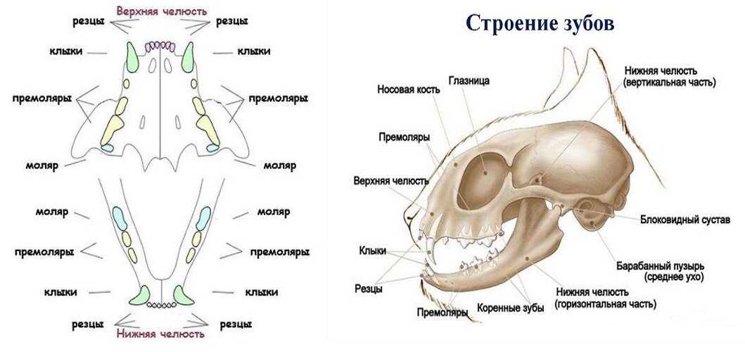 Как и когда меняются зубы у кошек