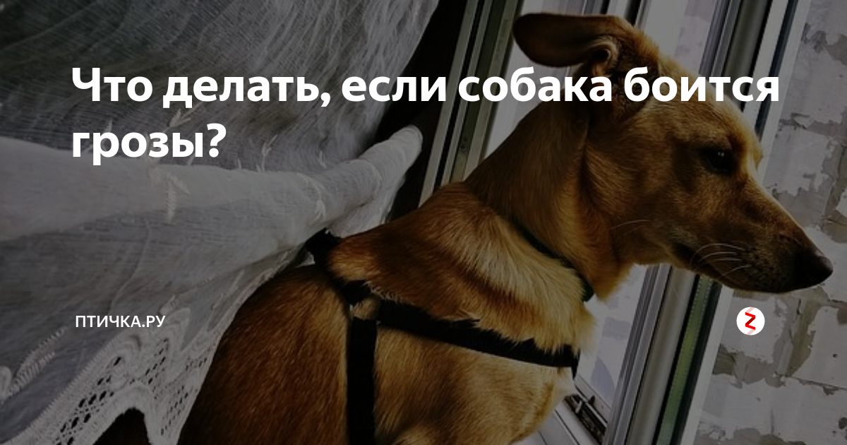 Собаки храбрые животные они готовы защищать хозяев от любых опасностей Но часто их пугает самая обычная гроза и раскаты грома Если пёс боится громких звуков природной стихии то помогите преодолеть ему страх