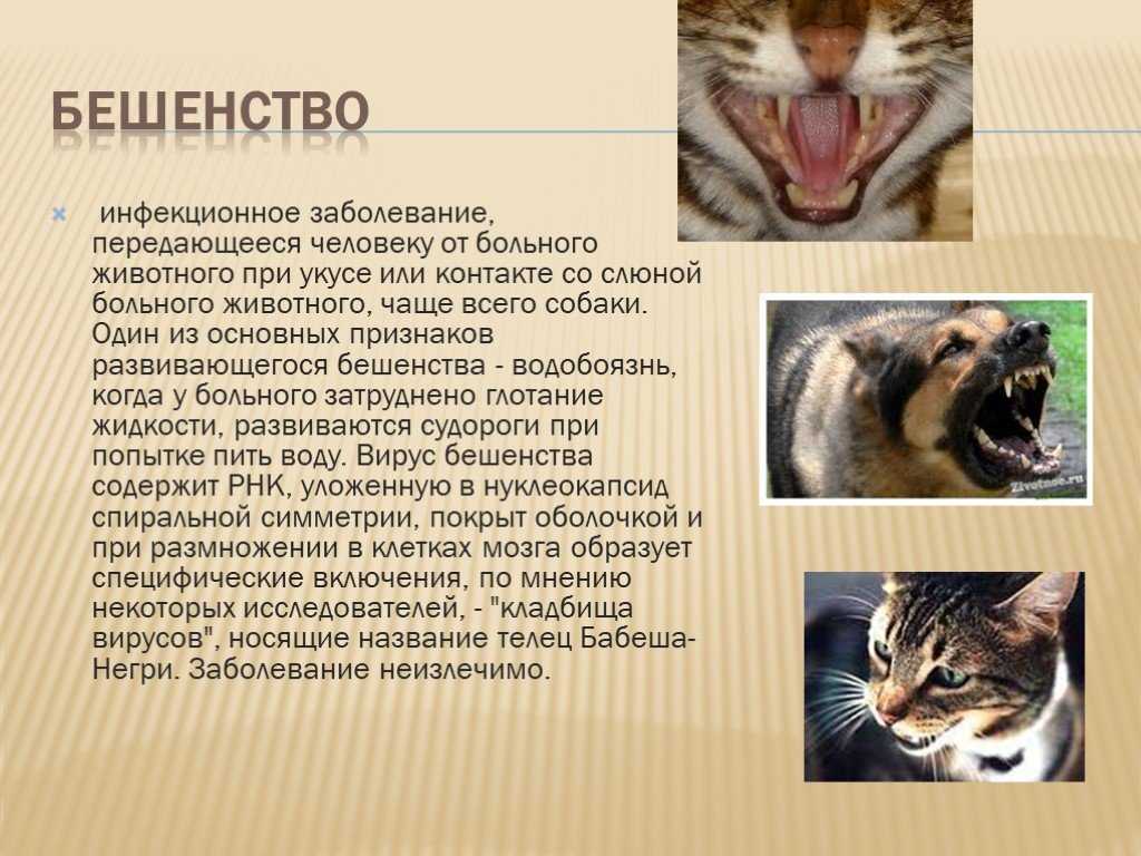 Бешенство у собак: симптомы и признаки болезни