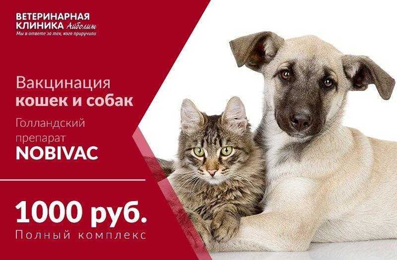 Что делать, если кот часто писает