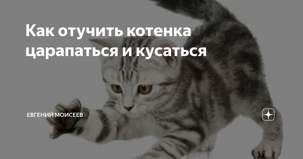 Причины укусов кота за ногу своей хозяйки: что это значит и что делать
