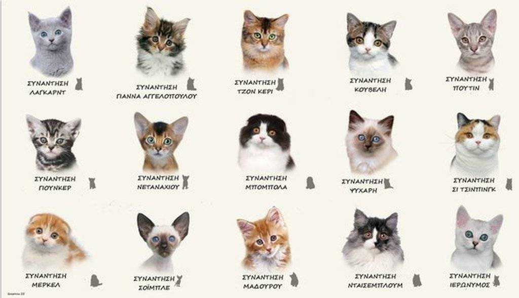 Топ котов-блогеров: усатые, богатые и знаменитые