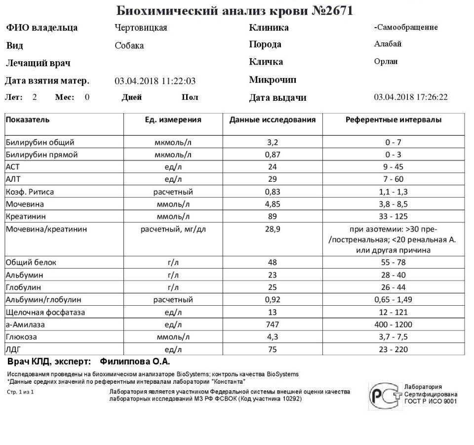 Анализ крови у собак: норма, расшифровка, причины повышения и снижения показателей