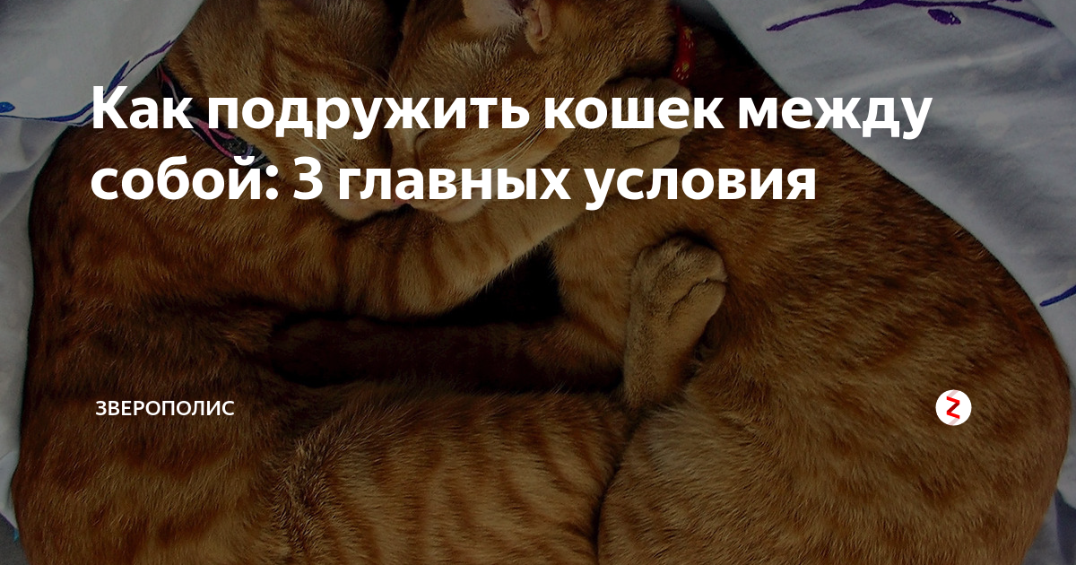 Что делать если кошки подрались между собой
